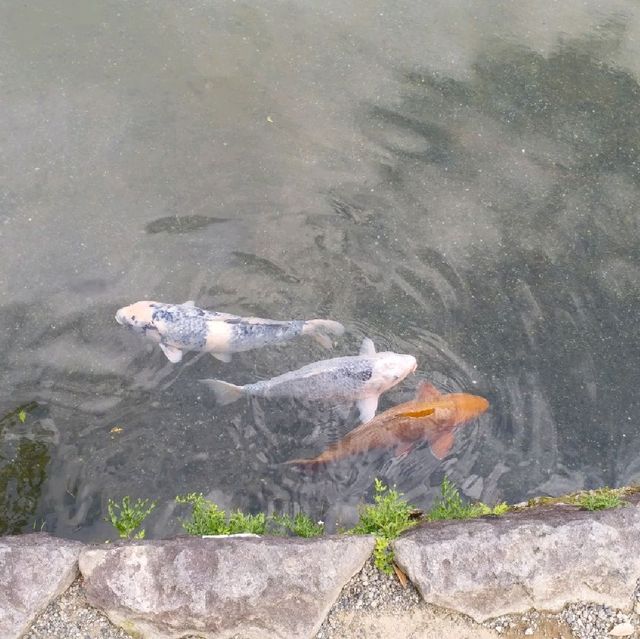 長壽之水@熊本出水神社⛩️