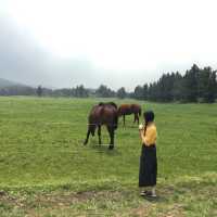 [제주도] 말들이 자유롭게 방목된 성이시돌 목장🐎
