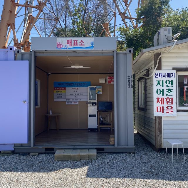 선재사메기 🦪갯벌체험🐚 바지락 캐기! 도오전~