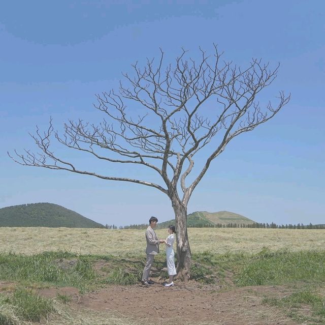 제주도 서쪽 셀프 스냅스팟 * 나홀로나무