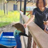 蘭卡威（浮罗交怡）野生动物园！亲近野生动物的好机会！！