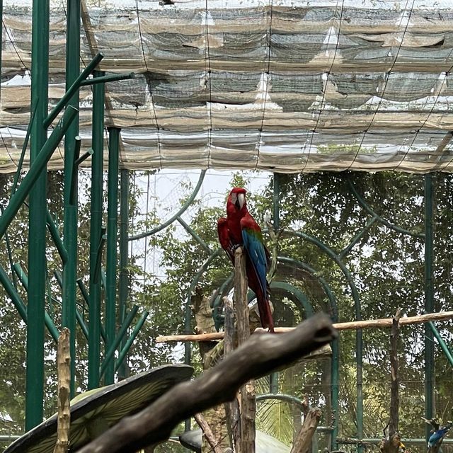 House Of Parrots 🦜 @ VinWonders Nam Hoi An 🇻🇳