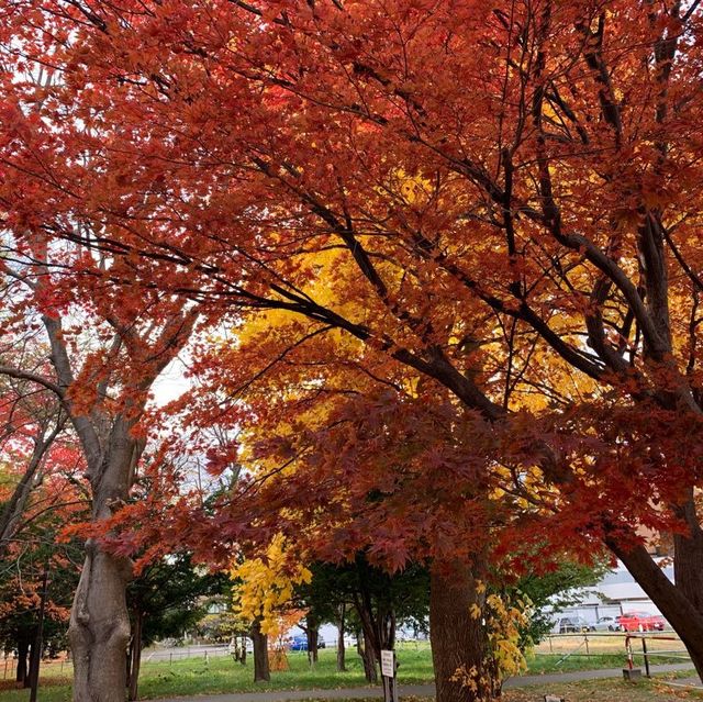 黄金色の道😊北海道大学イチョウ並木