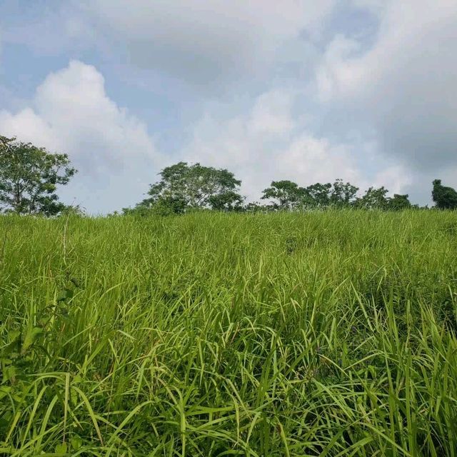 Rice fields walk 