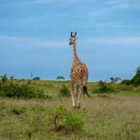 21 day Uganda safaris,wildlife and adventure 