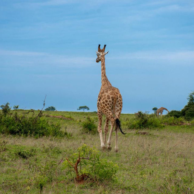 21 day Uganda safaris,wildlife and adventure 
