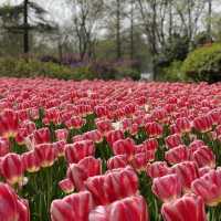 More Tulips Please! Botanical Garden