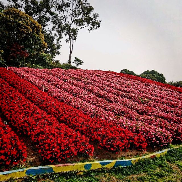 Fantasy Baihuazhou Garden