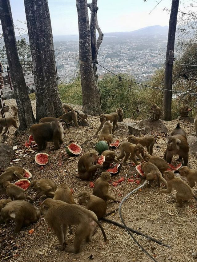 Monkey Hill - Phuket