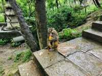 Visiting Qianling Mountain a.k.a Monkey Park