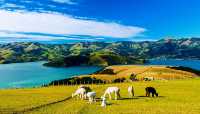 The South Island of New Zealand is part of New Zealand.
