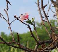 Tai Po Sakura | Tai Po Waterfront Park showcases three types of cherry blossoms.