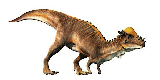 Dino Spotlight - Pachycephalosaurus | GTC Rock Shop