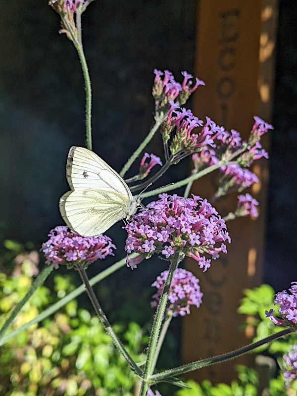 Summer Family Workshop | Holland Park Ecology Centre