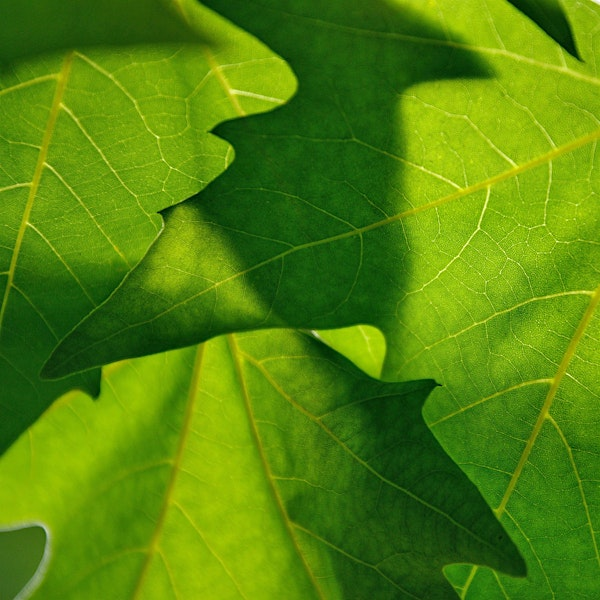 Summer Tree ID | The North Carolina Arboretum