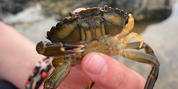 Coastal Discovery Beachcombing | Greyhope Bay Centre