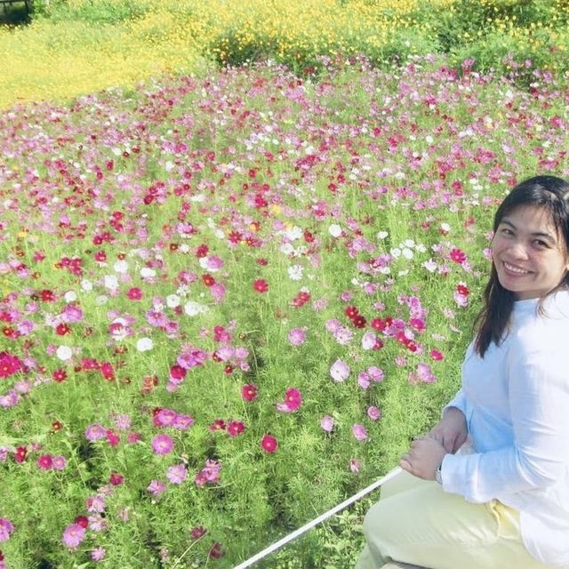 COSMOS FLOWER  BLOOMS 