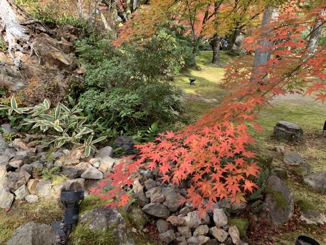 京都[紅葉めぐり]    　ー獅子吼の庭ー　宝厳院にて心を癒す