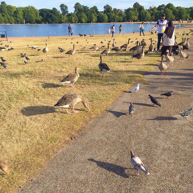 오리가 많은 하이드 파크 🦆 