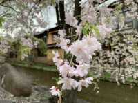京都　KYOTO SAKURAめぐり❗️祇園白川の桜に感動❗️