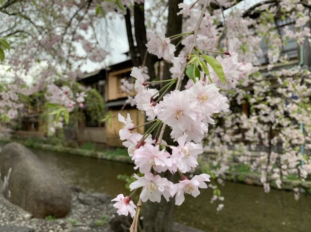 京都　KYOTO SAKURAめぐり❗️祇園白川の桜に感動❗️