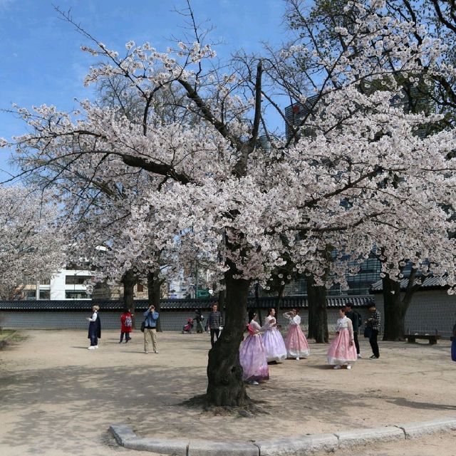 韓國首爾櫻花🌸