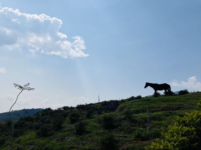 달랏 - 랑비앙 산 전망대