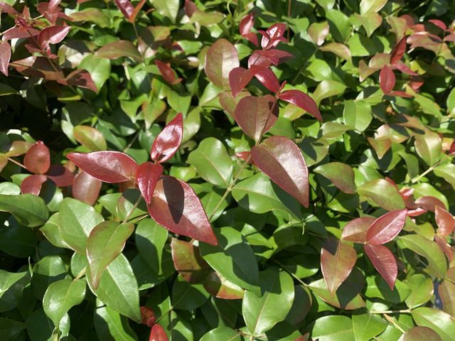 遊香港．將軍澳賞花好去處