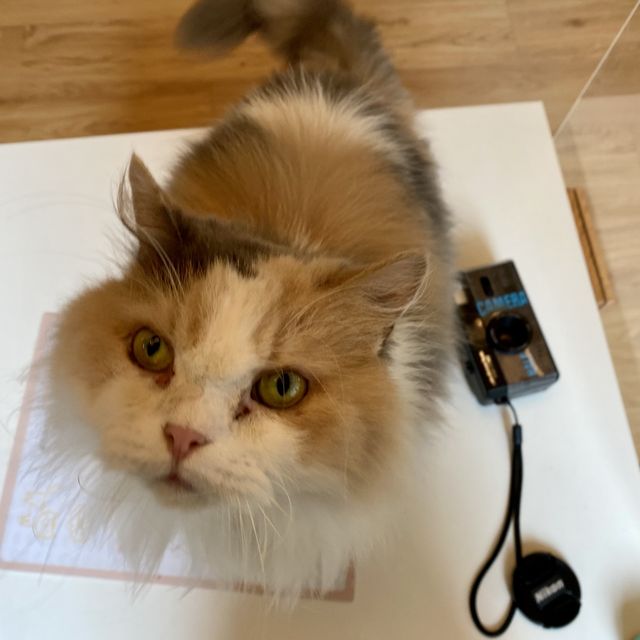 可愛貓貓Cafe