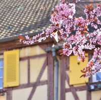 法國Colmar 🌸小威尼斯