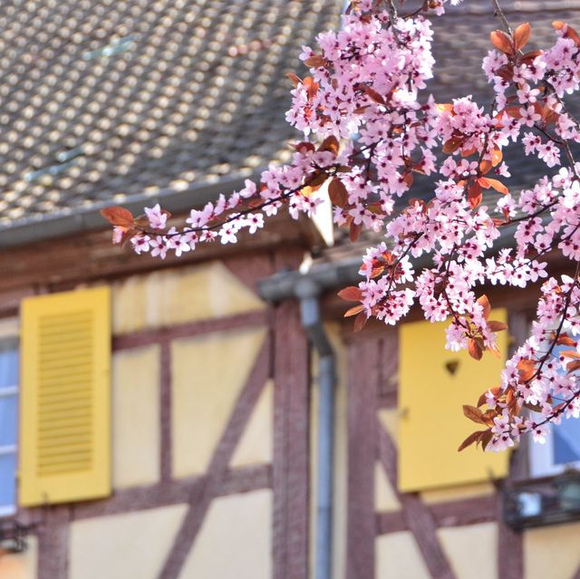 法國Colmar 🌸小威尼斯