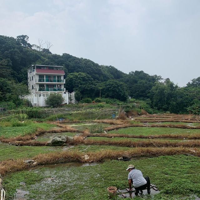 【遊山玩水吃喝玩樂】大帽山山腰舊式茶樓飲早茶