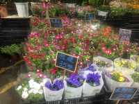 Flowery street 🌹💐🌸🌺🌷🌻🌼