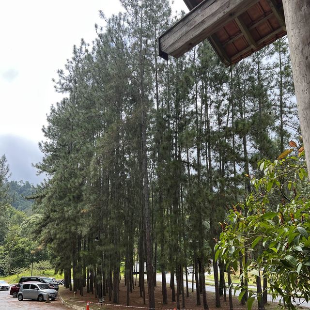 Pineyard in Janda Baik