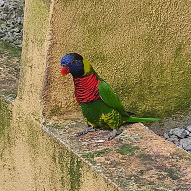 Cheeky Birds at KL Bird Park!❤️