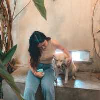 คาเฟ่สำหรับทาสหมาอย่างเรา 🐶
