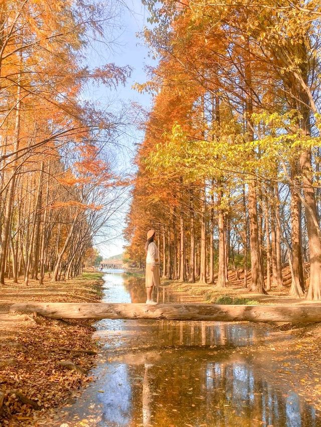 외나무다리 포토존으로 유명한 #천년숲정원 🍁 
