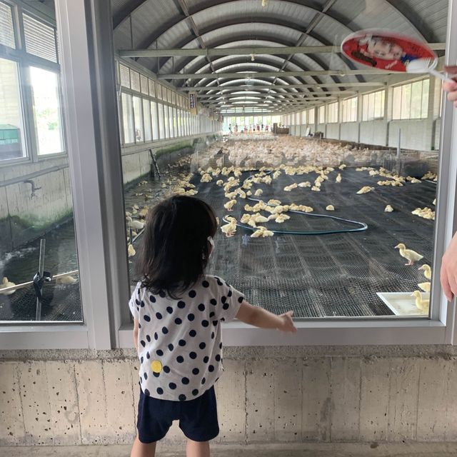甲鳥園 親近可愛鴨鴨 乾淨 輕鬆的 養鴨農場