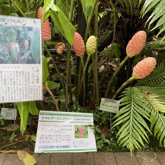 京都府立植物園の温室