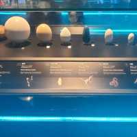 回到古代恐龍展