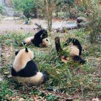 CUDDLY GIANT PANDAS 