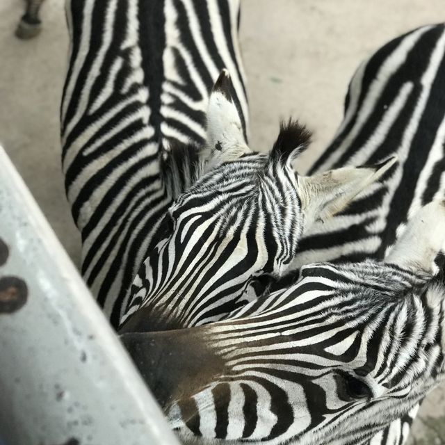 深圳野生動物園🤩深受旅客🧳歡迎