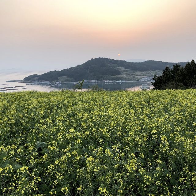 유채꽃 명소, 청산도