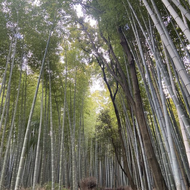 【行かなきゃ損！】京都・嵐山の観光スポットを楽しみ尽くした