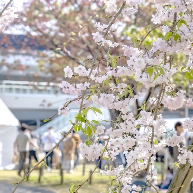 横浜公園の桜景色