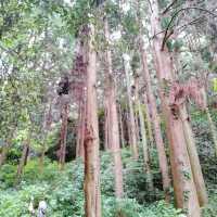 奈良あじさいスポット矢田寺
