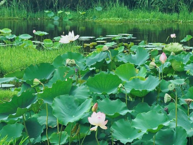 濕地公園睇荷花