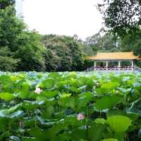 洪湖公園賞荷花🌺