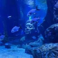 近距離欣賞海底世界的水族館！