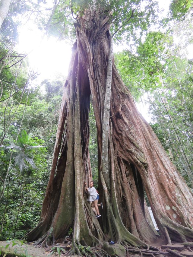 Piyamit Millennium Tree